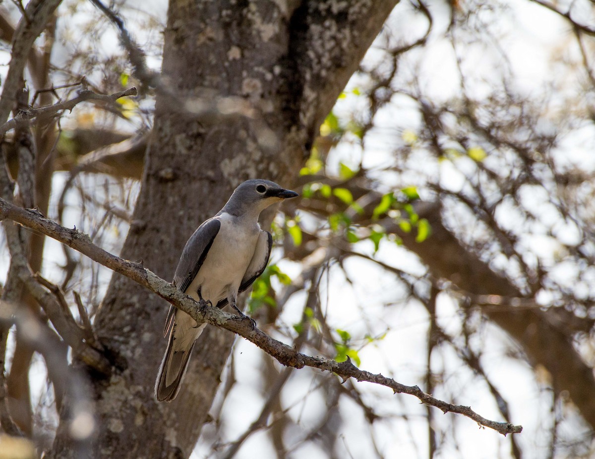 White-breasted Cuckooshrike - Angus Fitton