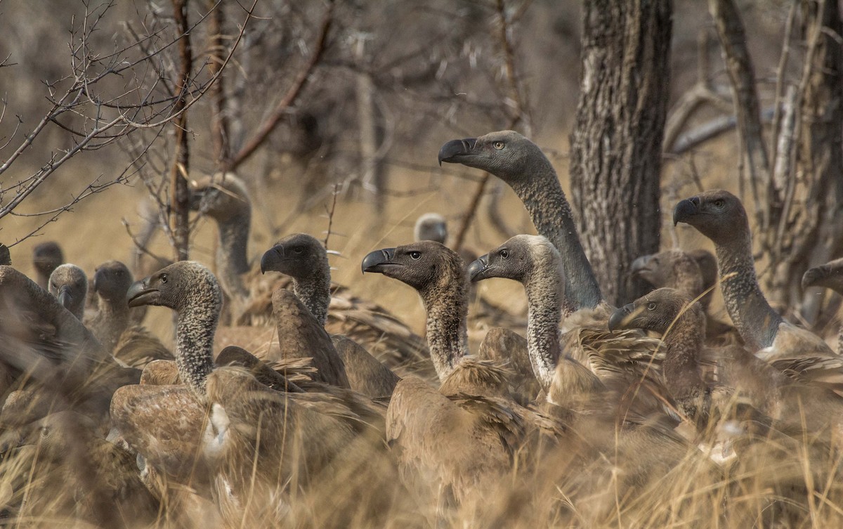 Cape Griffon - Angus Fitton