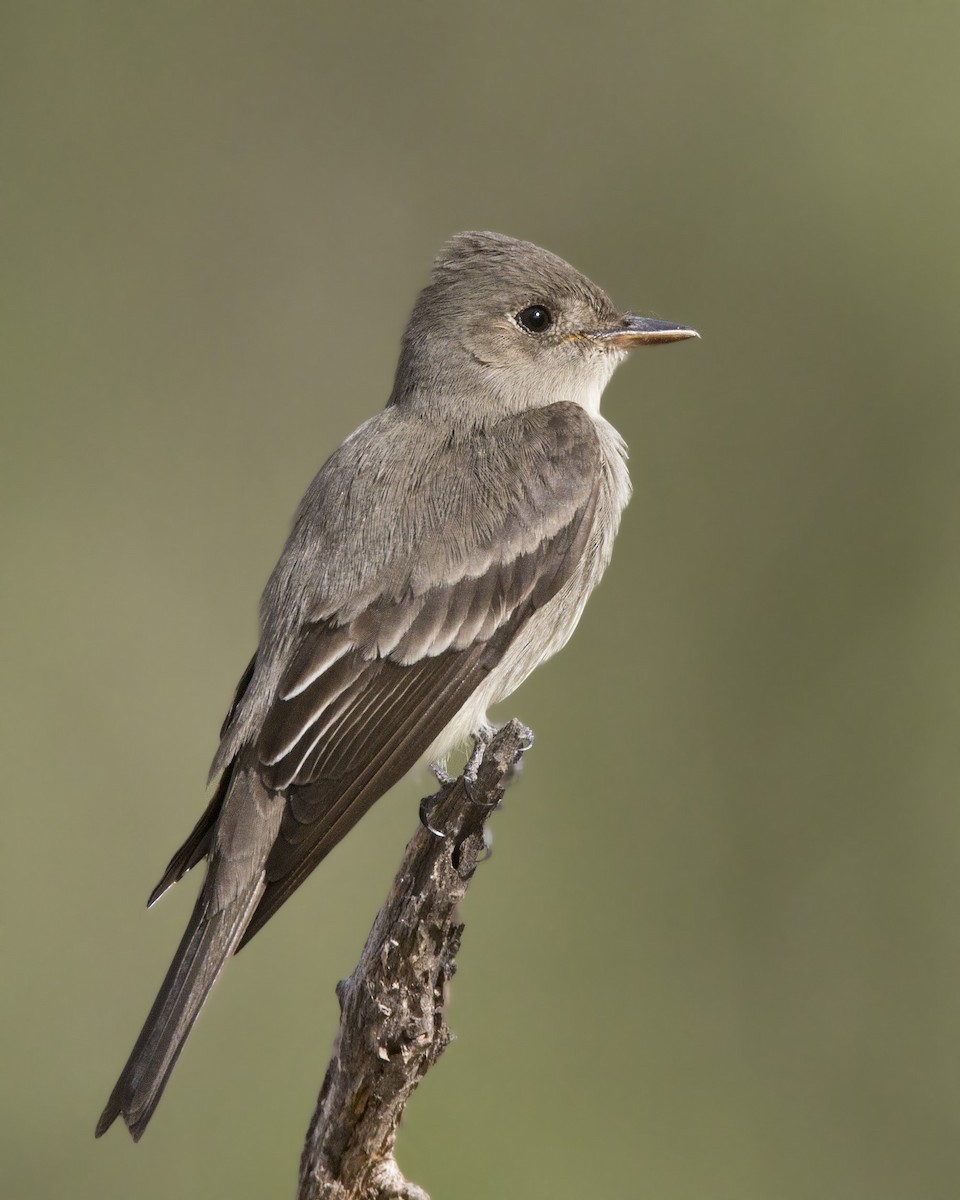 Western Wood-Pewee - pierre martin