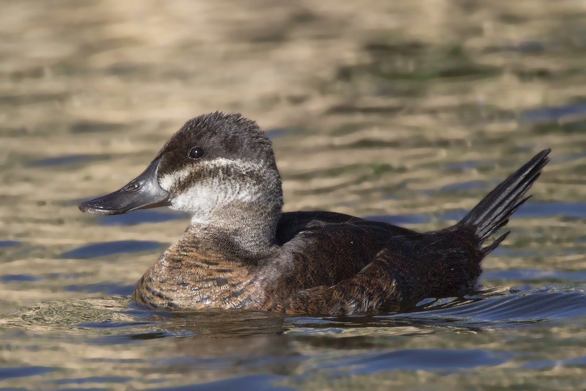 Ruddy Duck - ML166130201