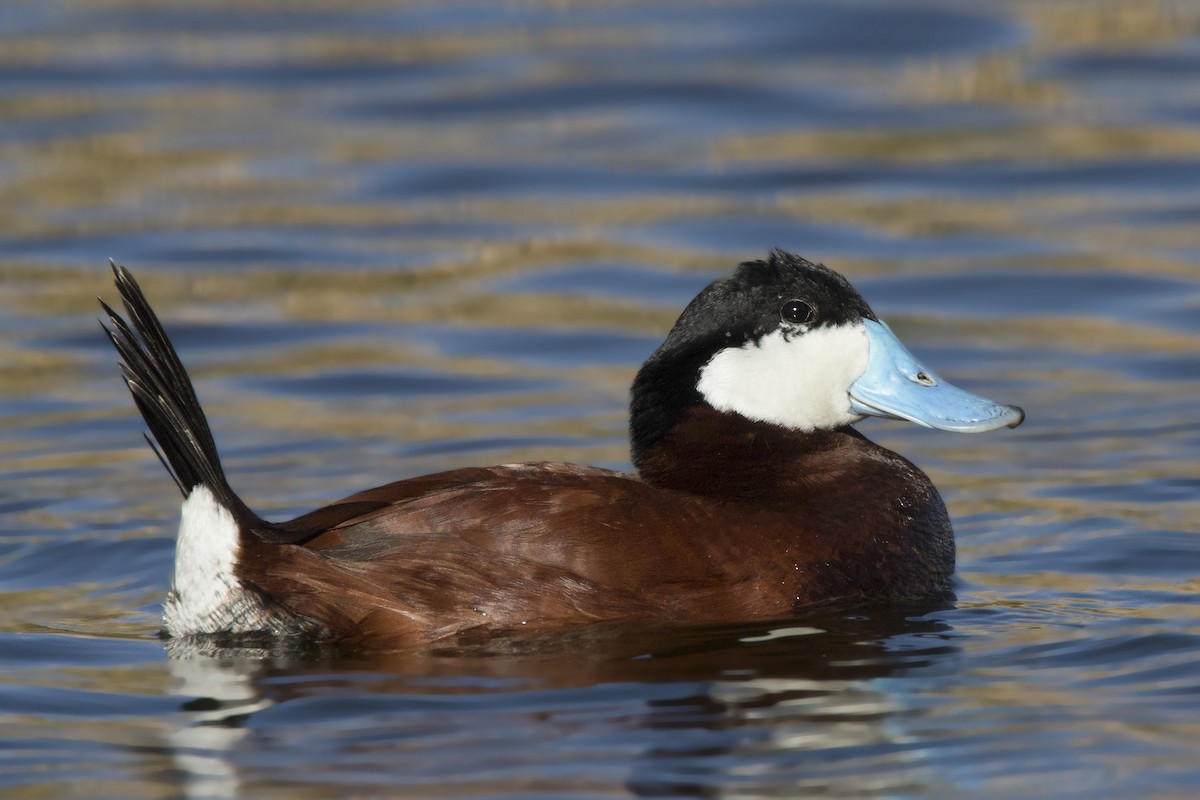 Ruddy Duck - ML166130221