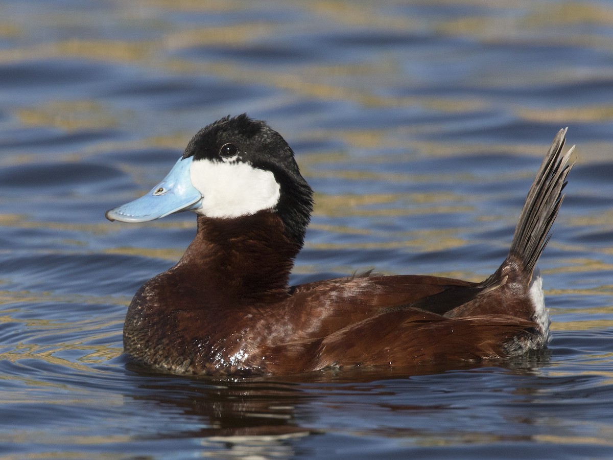 Ruddy Duck - pierre martin