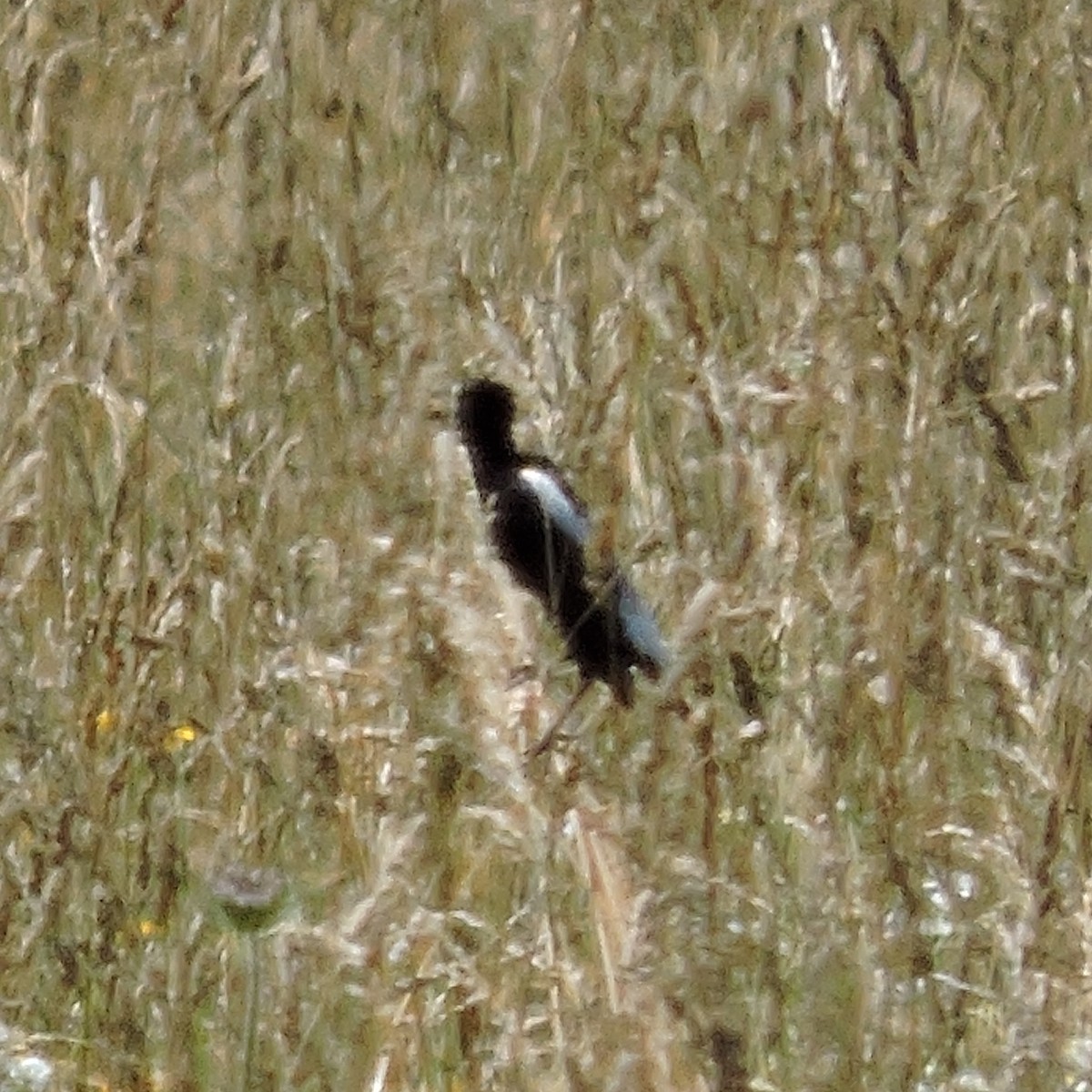 bobolink americký - ML166130511