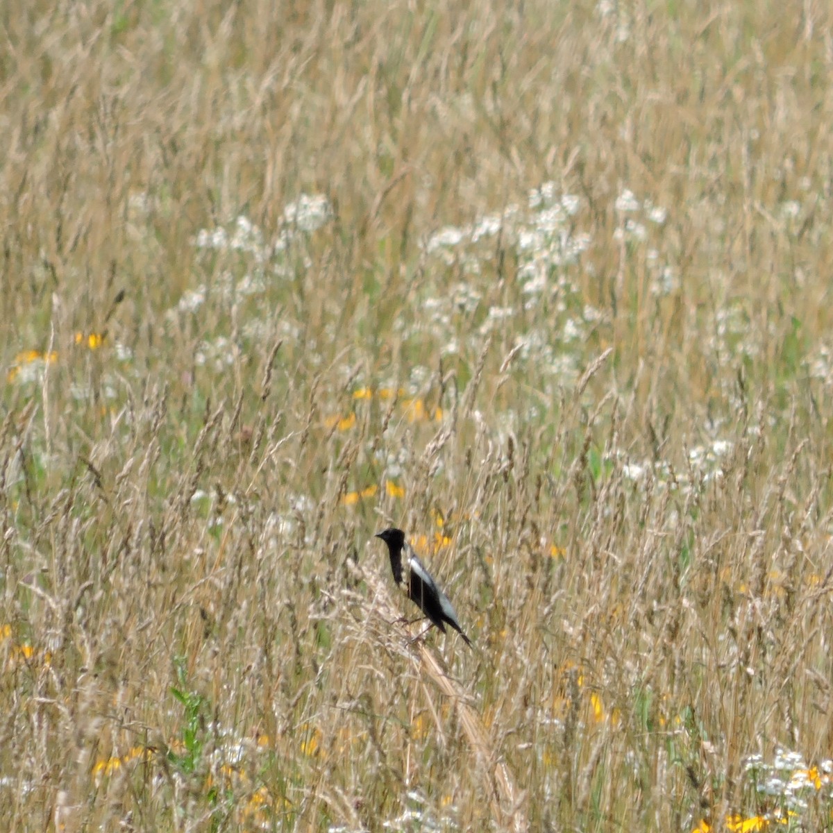 bobolink americký - ML166130631