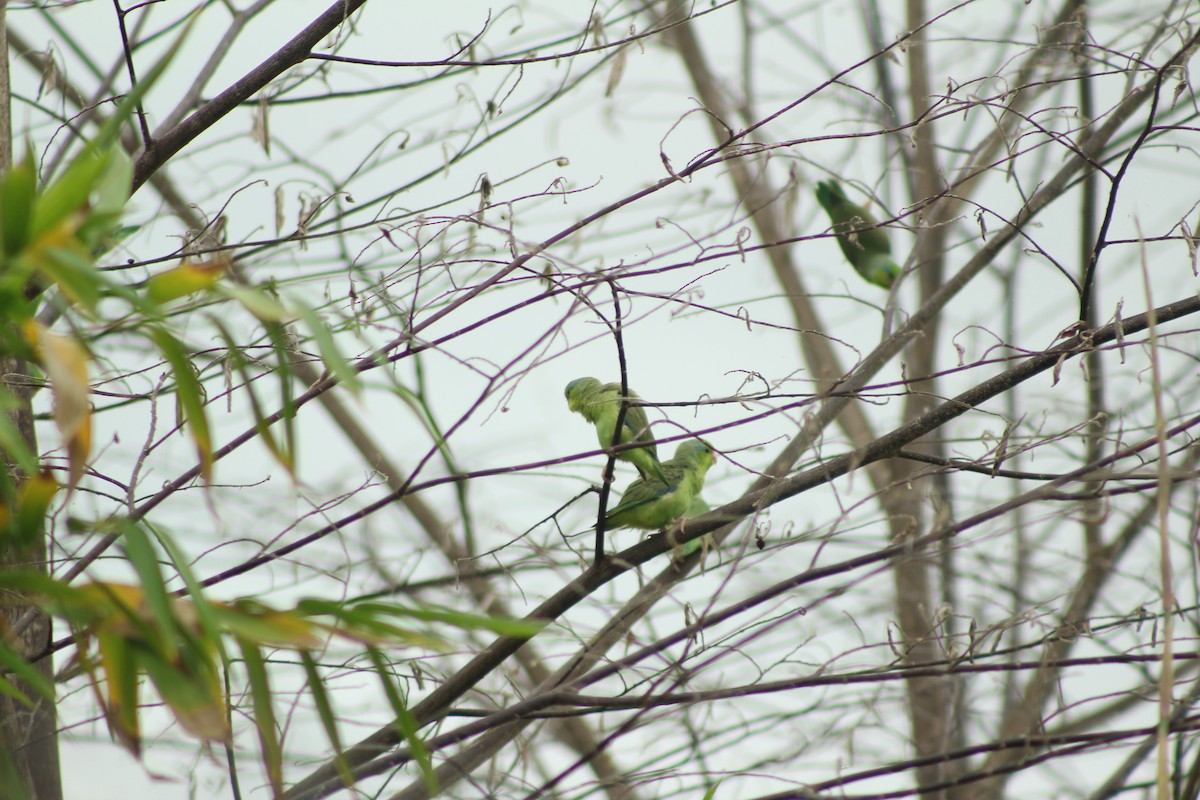 Pacific Parrotlet - ML166130821