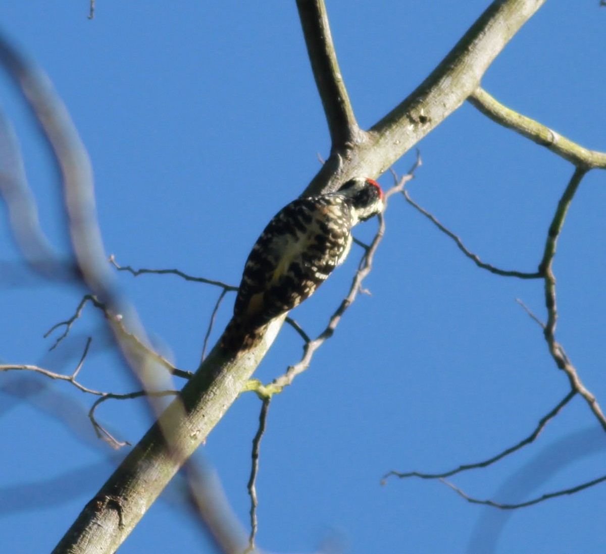 Philippine Pygmy Woodpecker - ML166131351