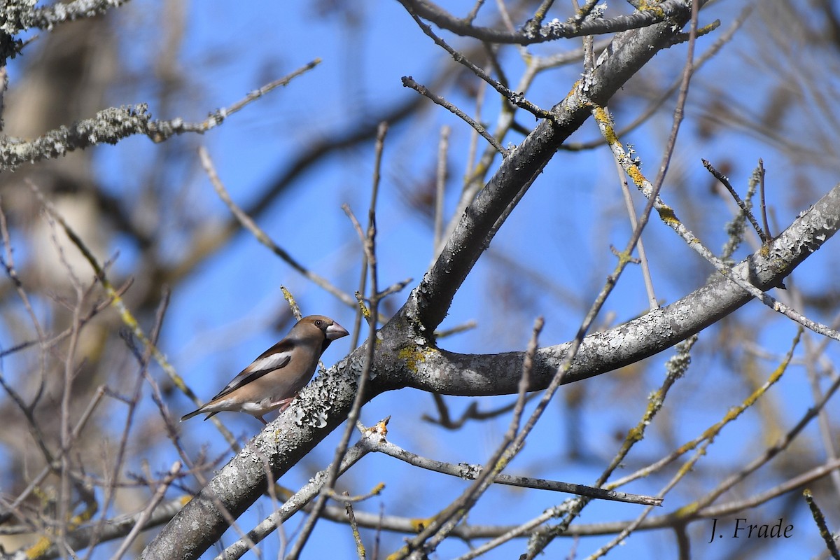 Hawfinch - José Frade