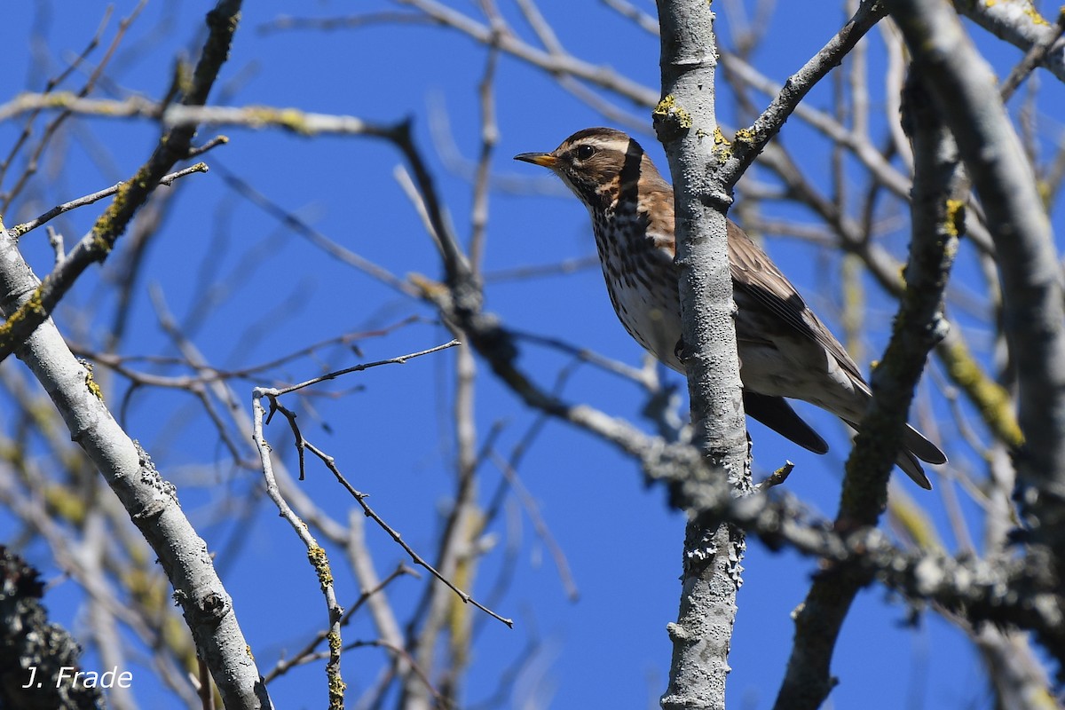 Redwing - ML166132031