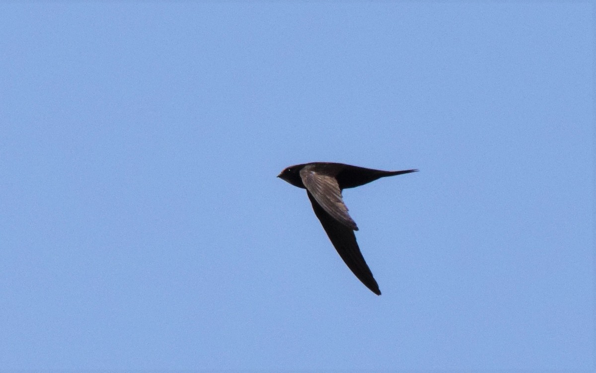 Common Swift - ML166135361