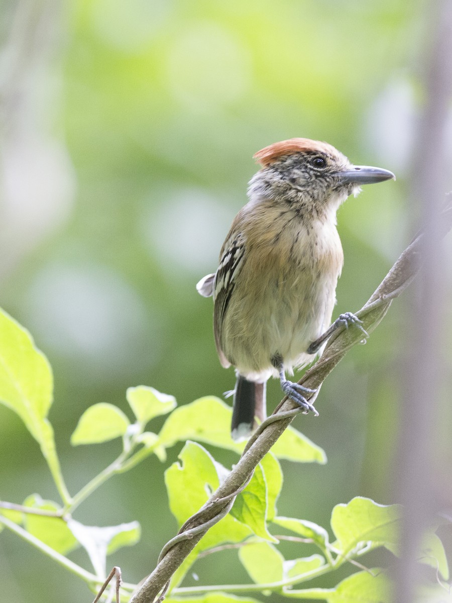 Black-crested Antshrike - ML166135551