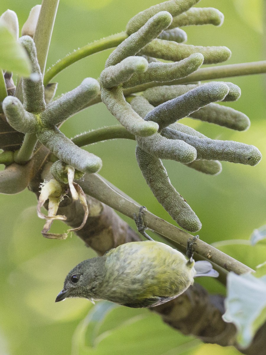 Black-headed Tanager - ML166135631