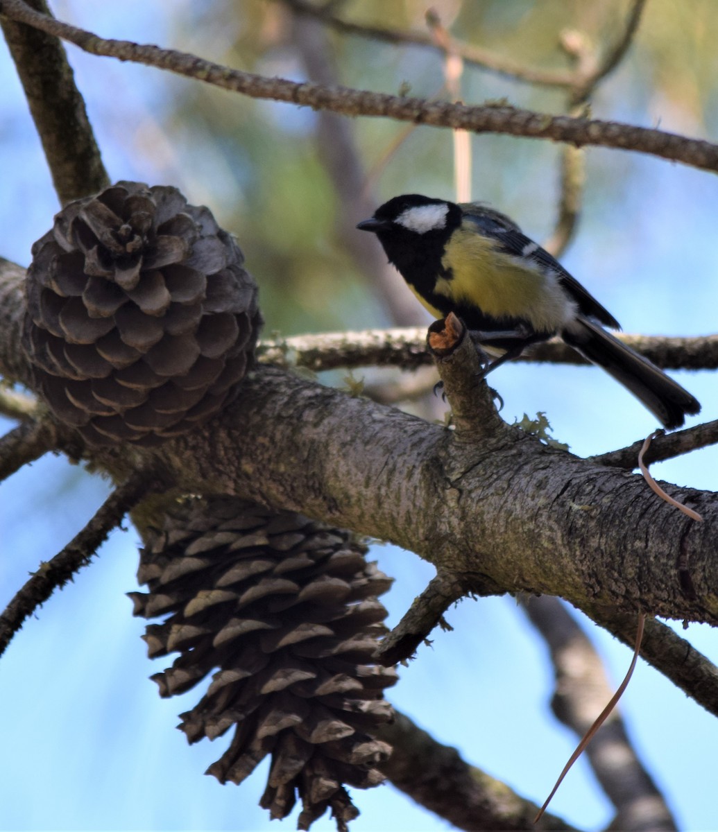 Great Tit - ML166136291