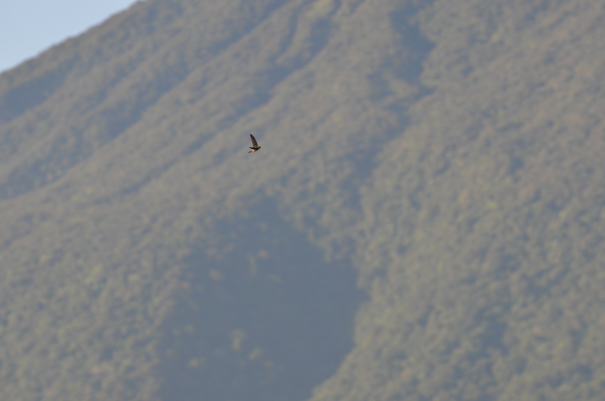 Gray-rumped Swiftlet - ML166137251