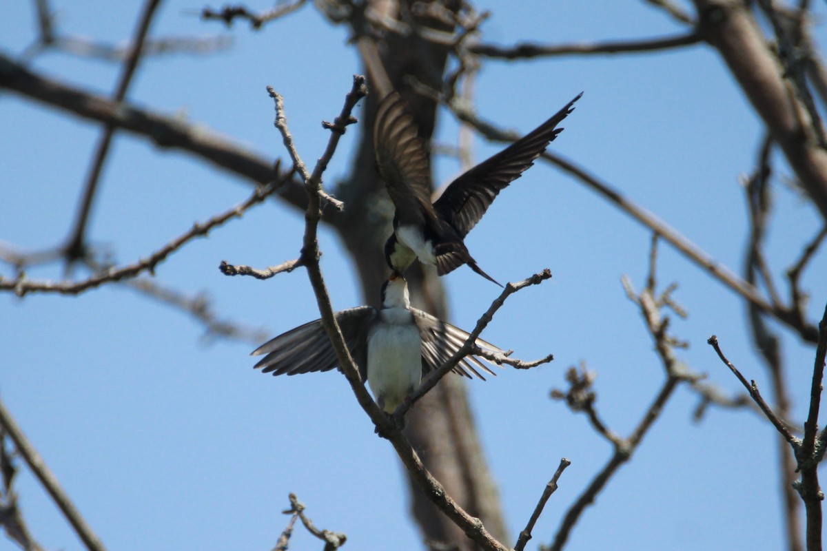 Golondrina Bicolor - ML166137531