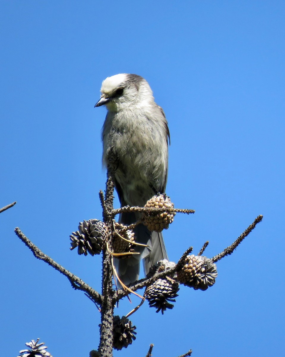 Canada Jay - ML166139161