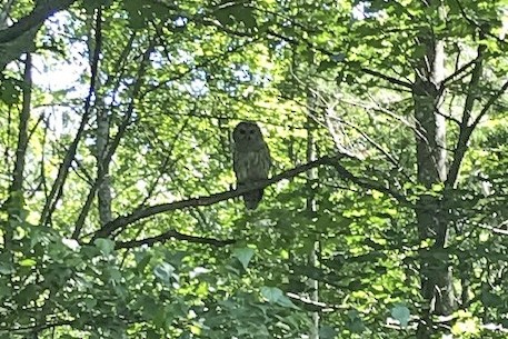 Barred Owl - ML166143111