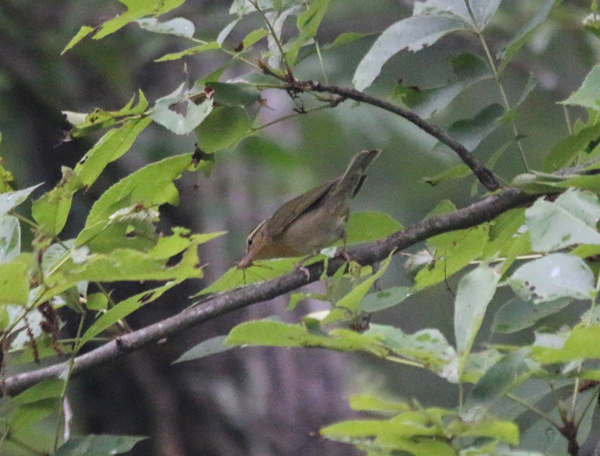 Worm-eating Warbler - ML166143801