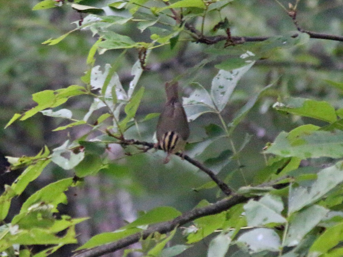 Worm-eating Warbler - Andrew S. Aldrich