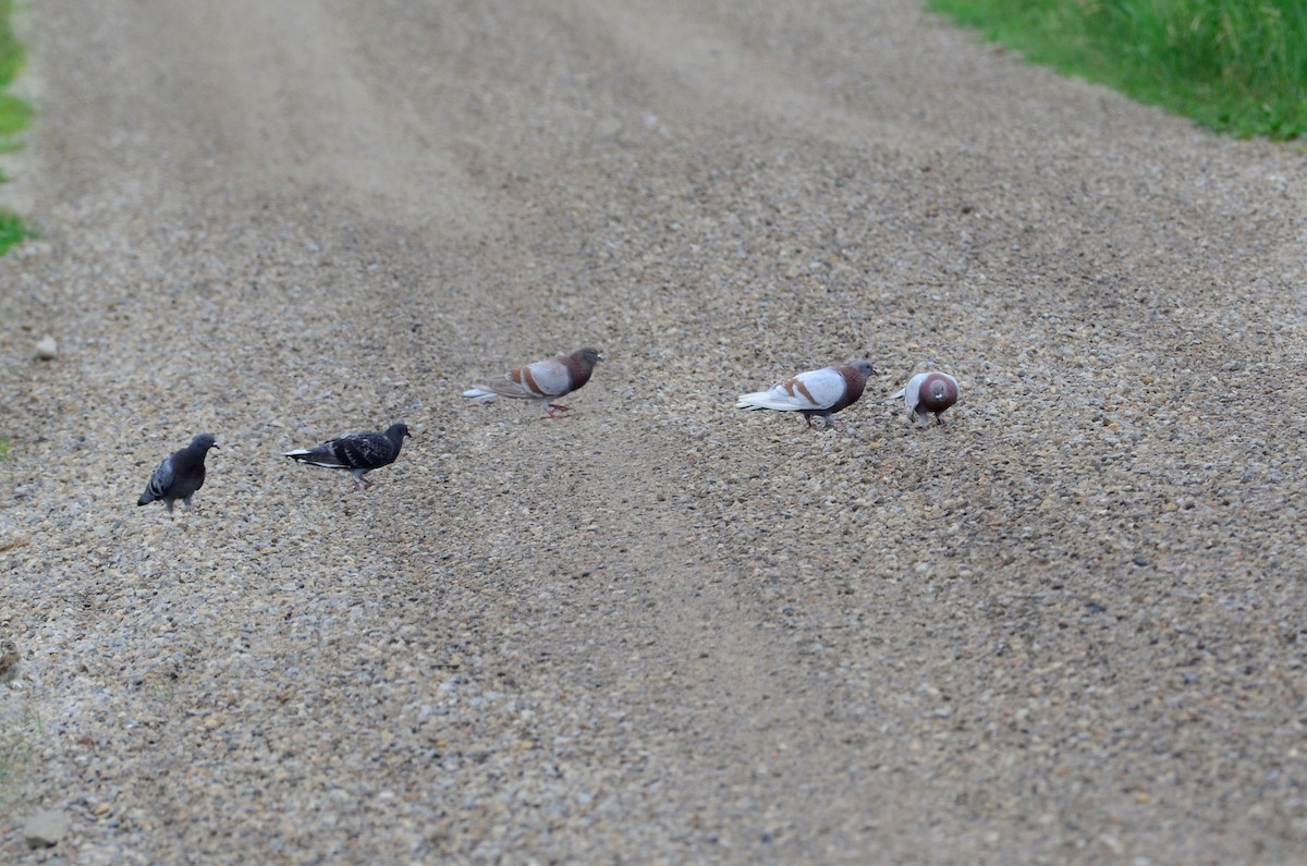 Rock Pigeon (Feral Pigeon) - ML166145041