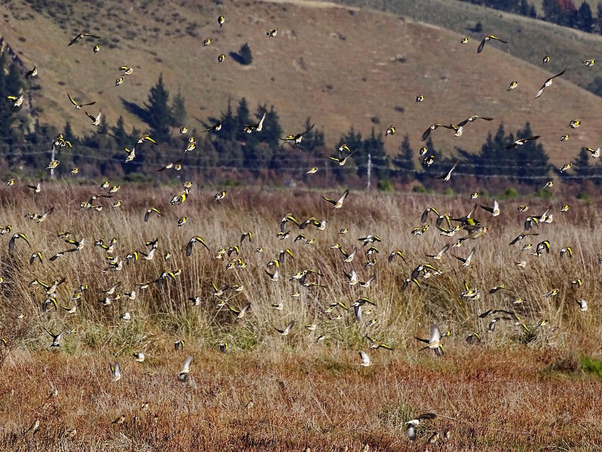 European Goldfinch - ML166146571