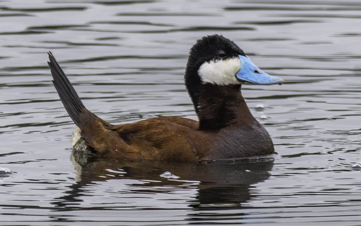 Ruddy Duck - Jim Carroll