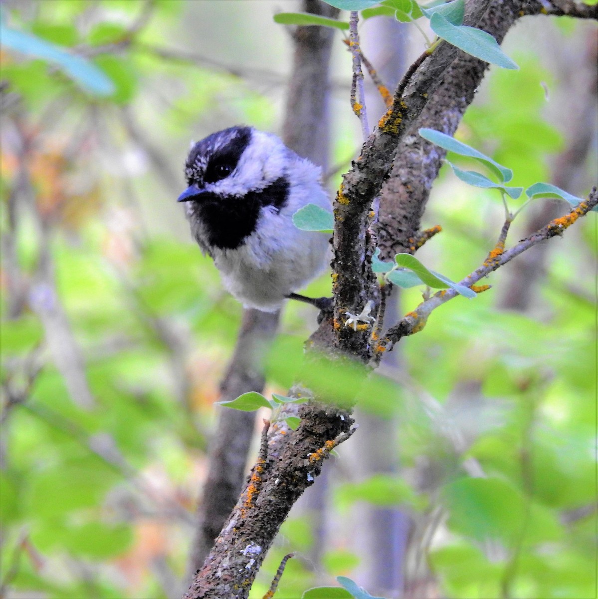 Mountain Chickadee - ML166147781