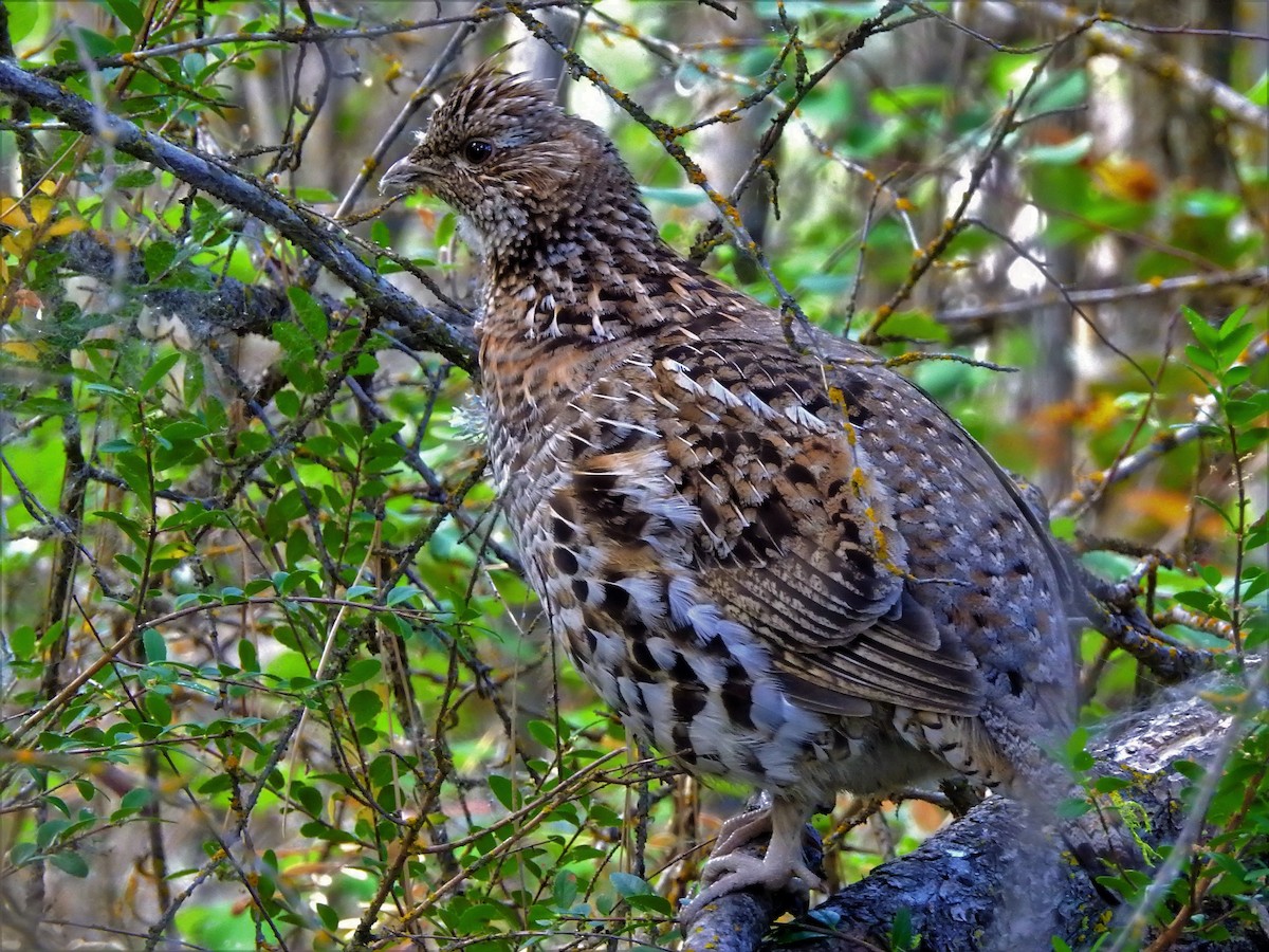 Ruffed Grouse - ML166147971