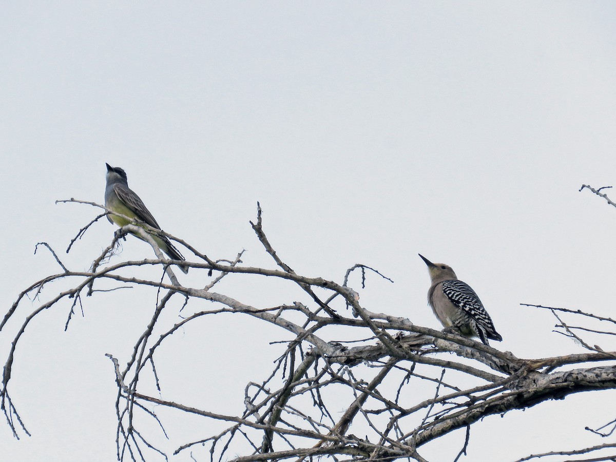 Gila Woodpecker - Brian Henderson