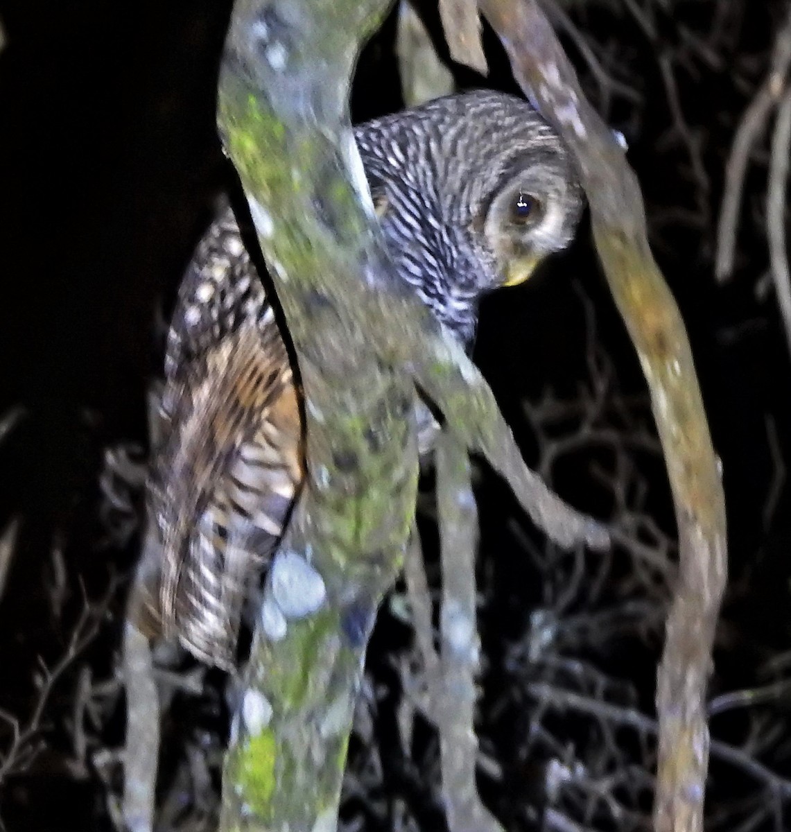 Chaco Owl - ML166149851
