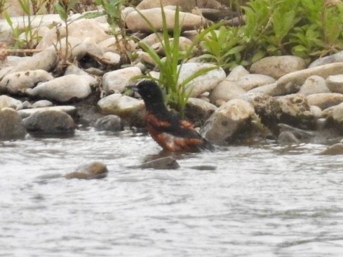 Orchard Oriole - ML166150341
