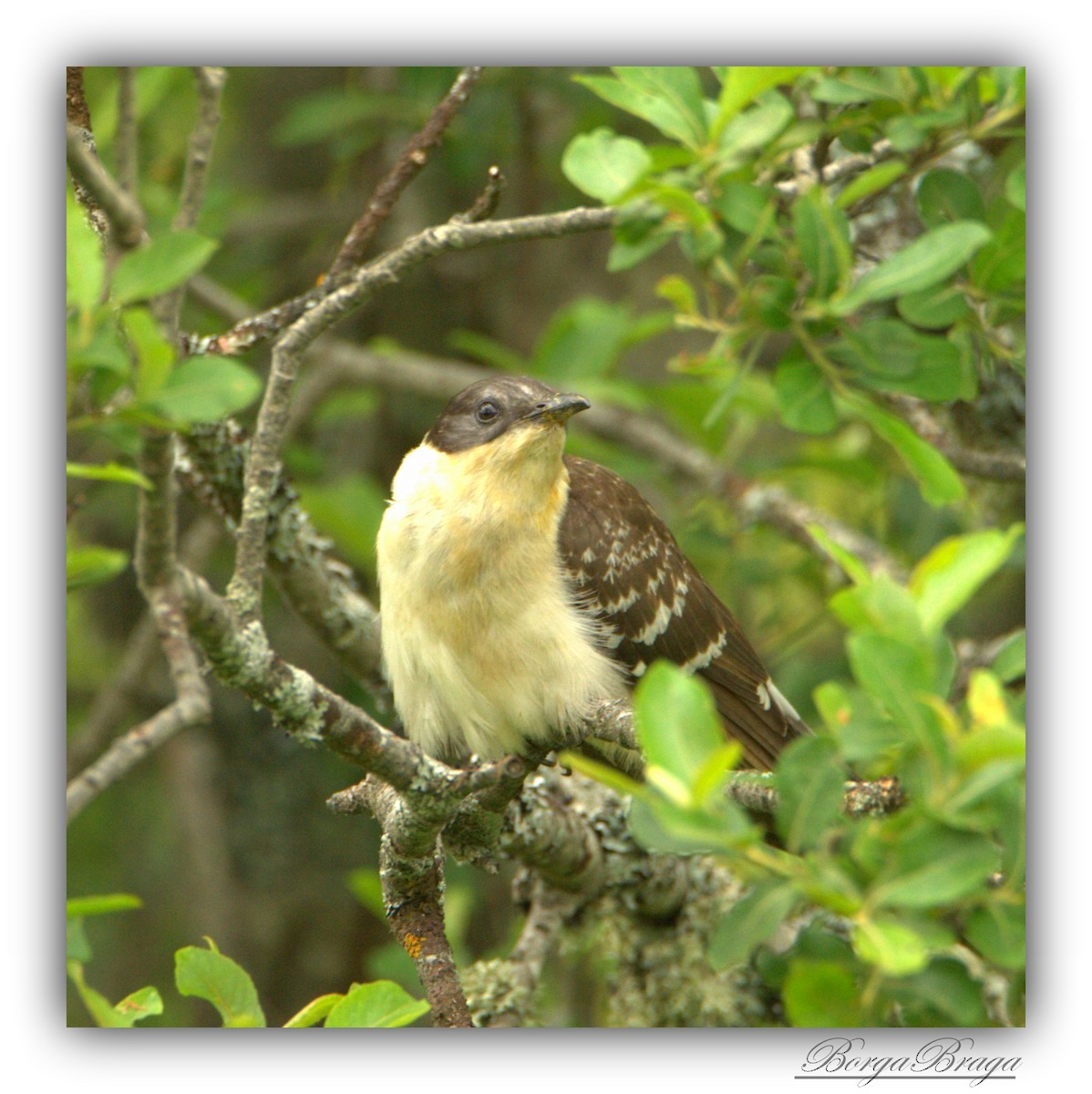 Great Spotted Cuckoo - ML166150641