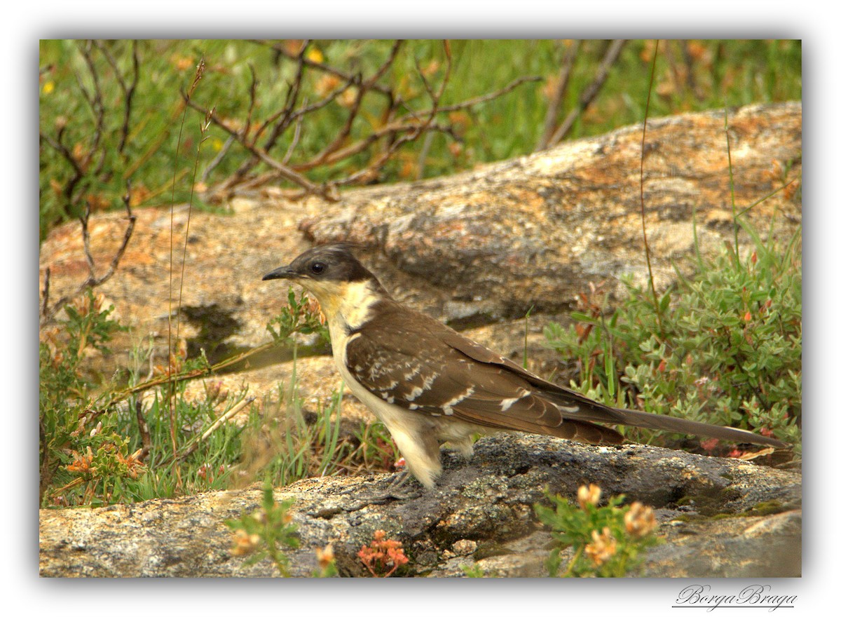 Great Spotted Cuckoo - ML166150721