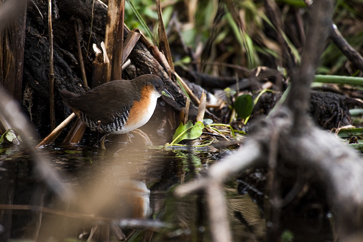 Rufous-sided Crake - Flo Gonzalez Alzaga