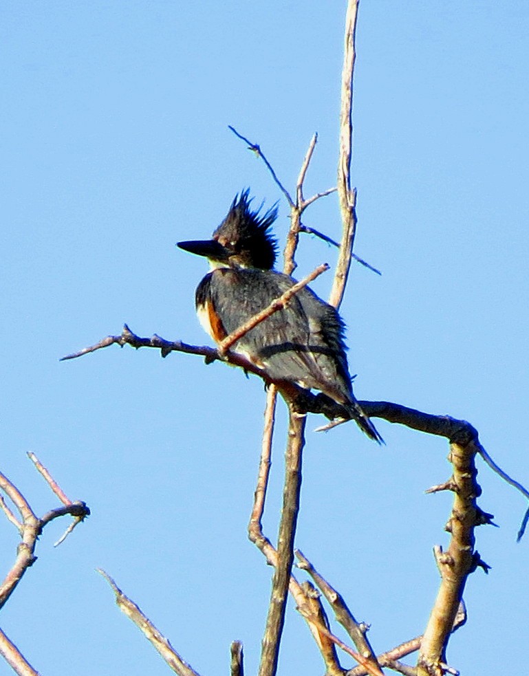 Belted Kingfisher - Patrick O'Driscoll
