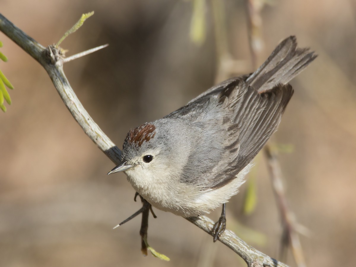 Lucy's Warbler - pierre martin