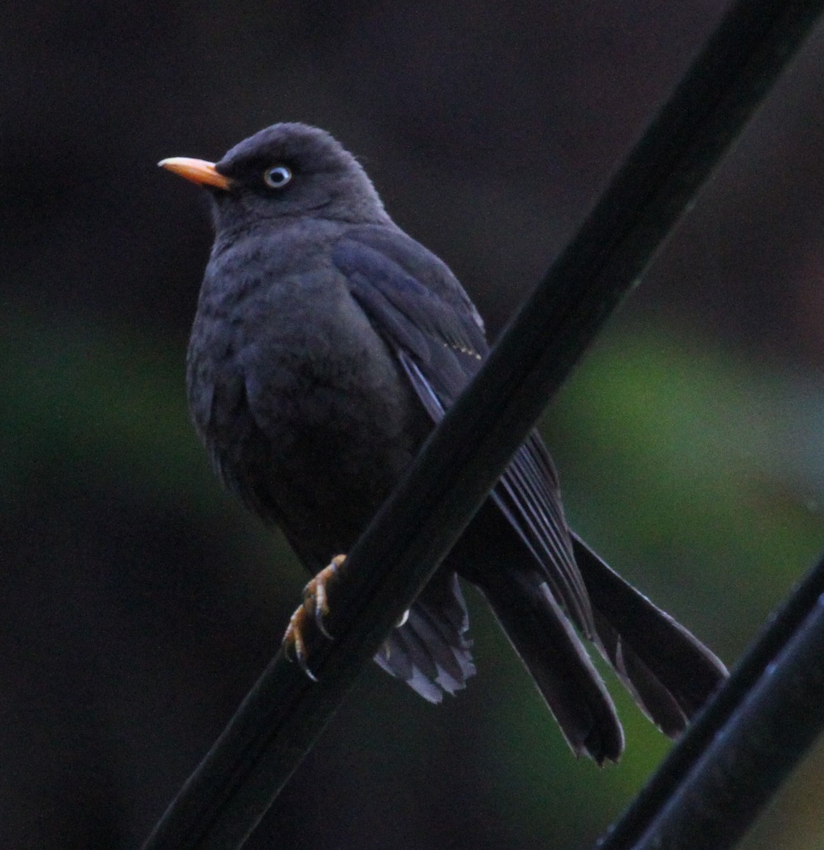 Sooty Thrush - Don Coons