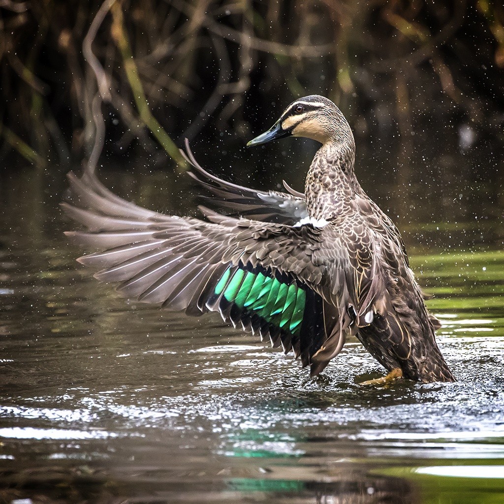 Pacific Black Duck - Alexander Babych
