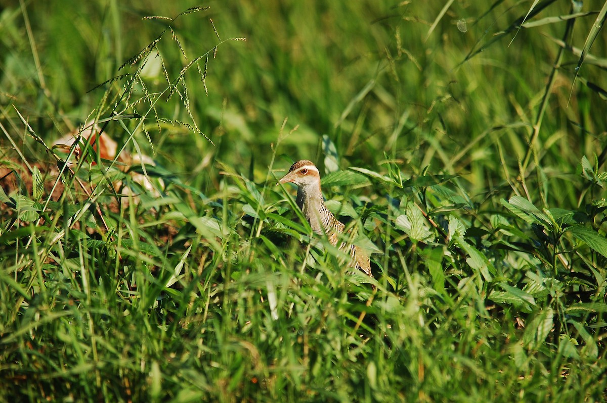 Buff-banded Rail - ML166154131