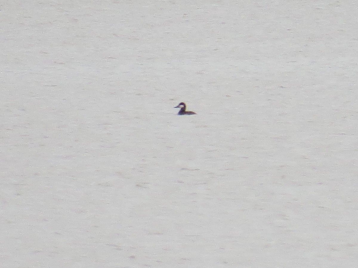 Ruddy Duck - ML166155551