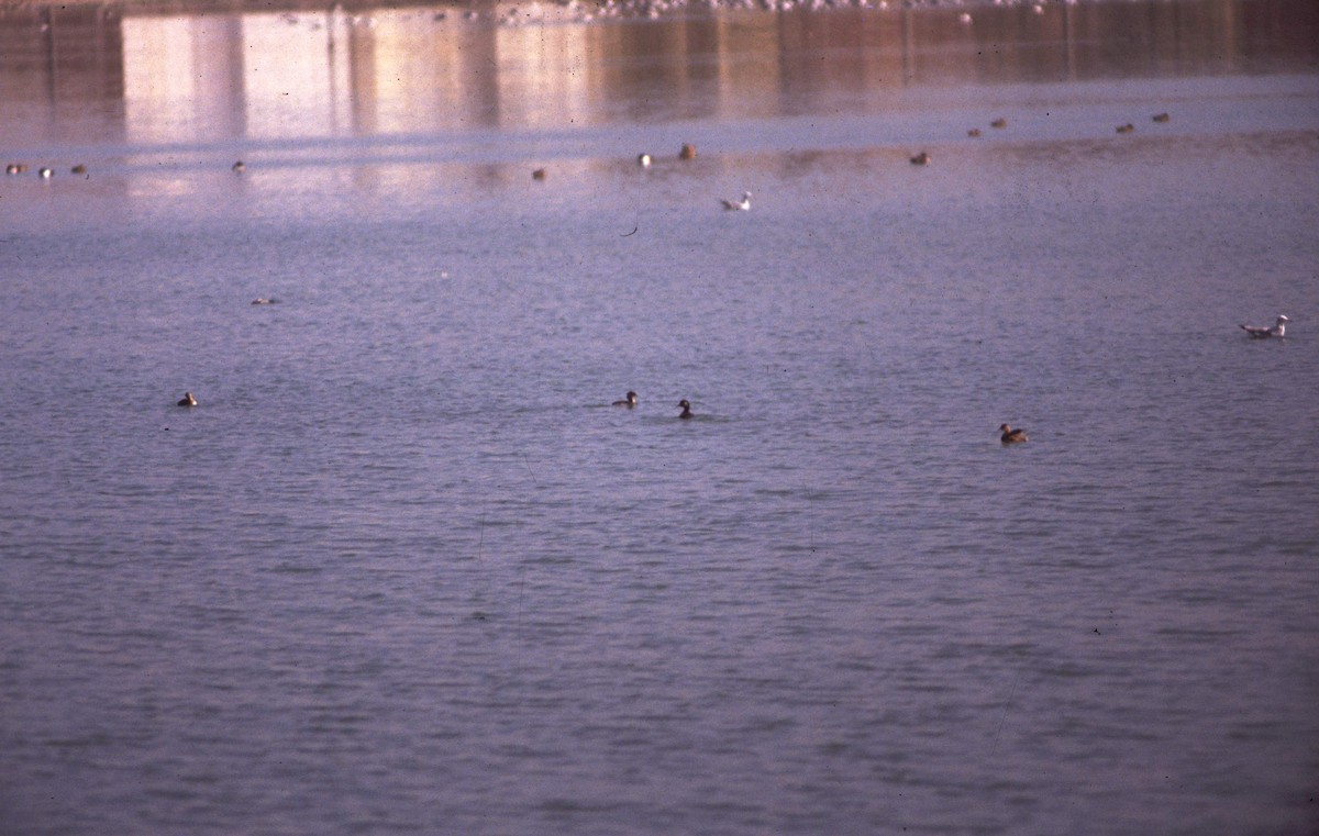Eared Grebe - ML166156351