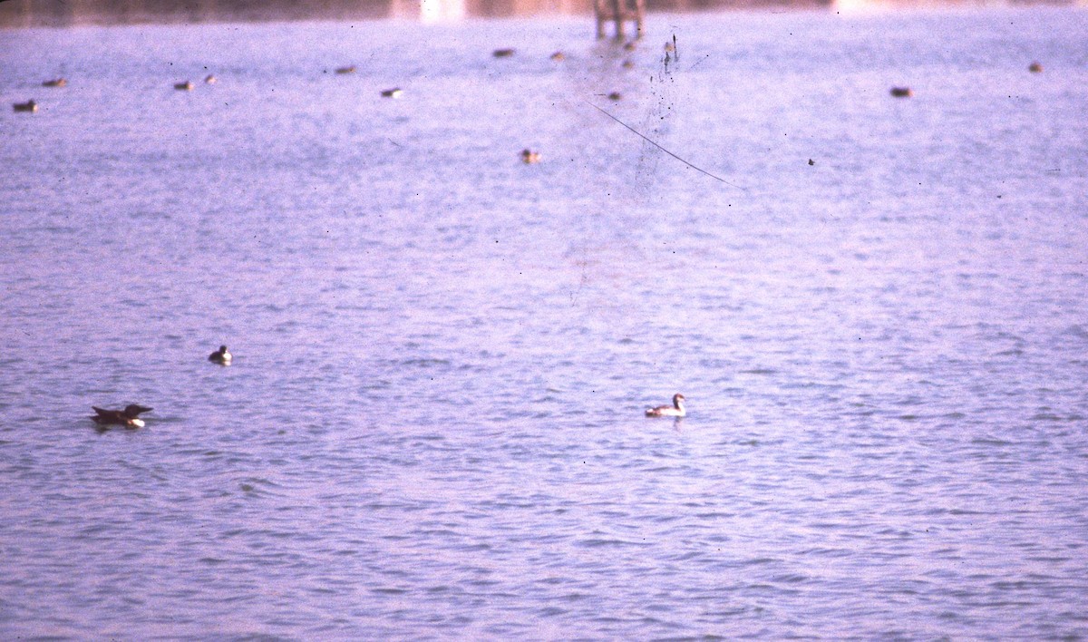 Eared Grebe - ML166156381