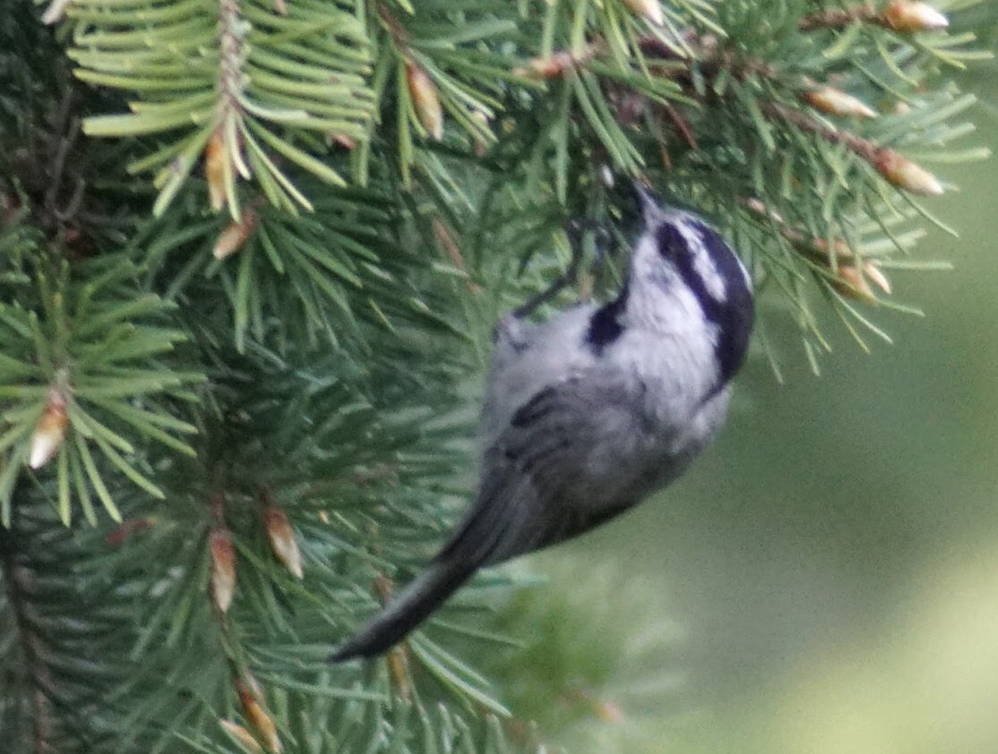 Mountain Chickadee - Peter Kavouras