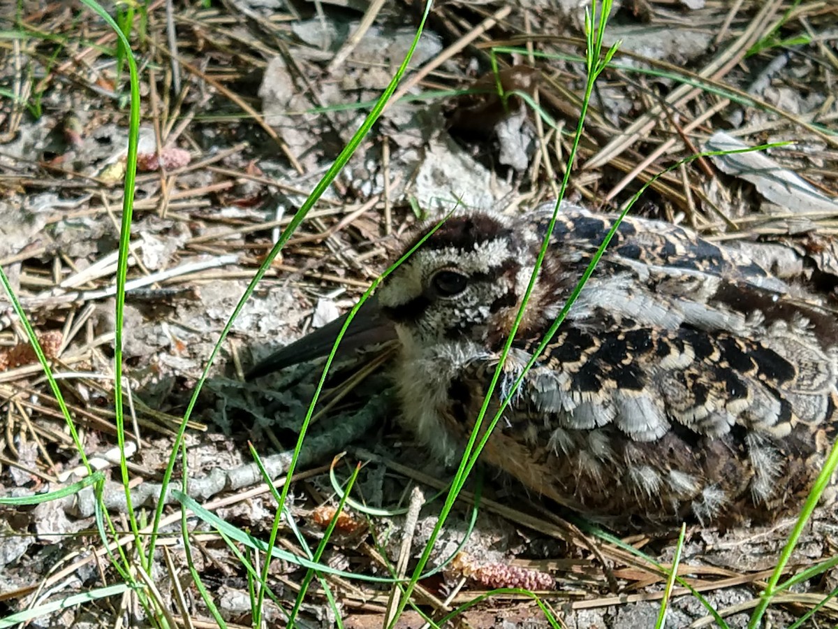 American Woodcock - ML166156461