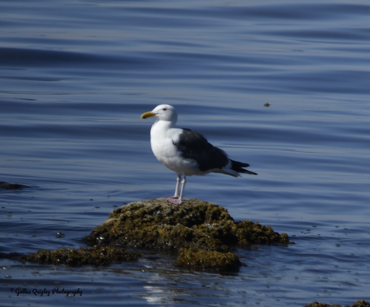 Gaviota Occidental - ML166157241