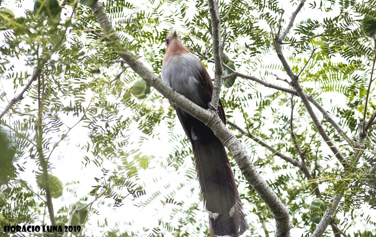 Squirrel Cuckoo - ML166157271