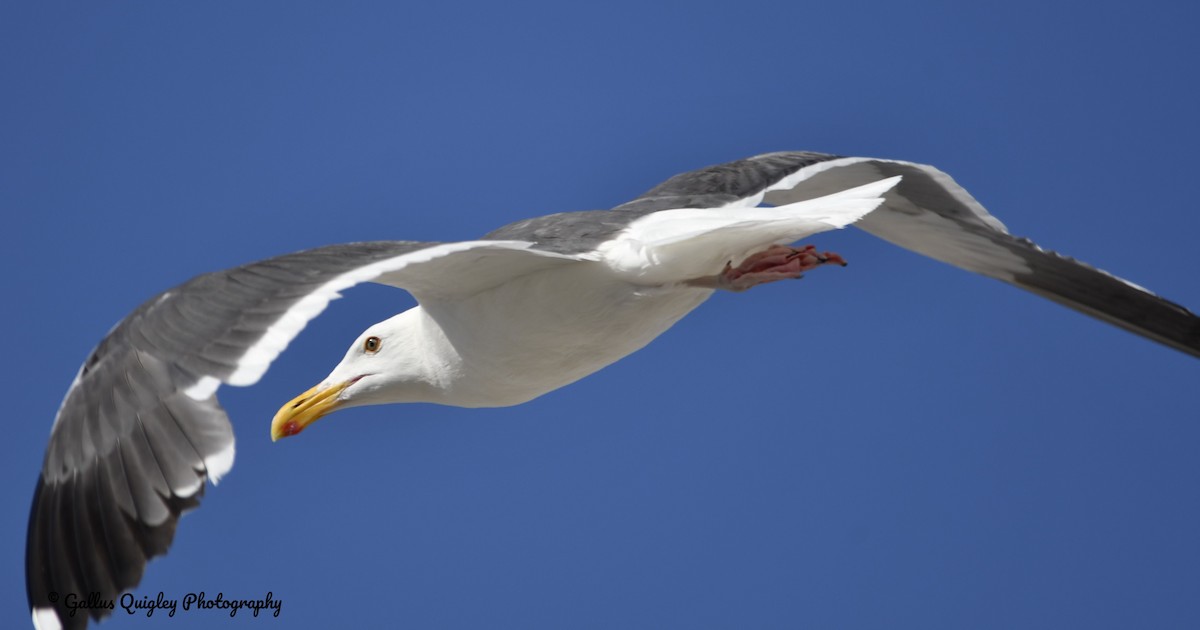 Western Gull - Gallus Quigley