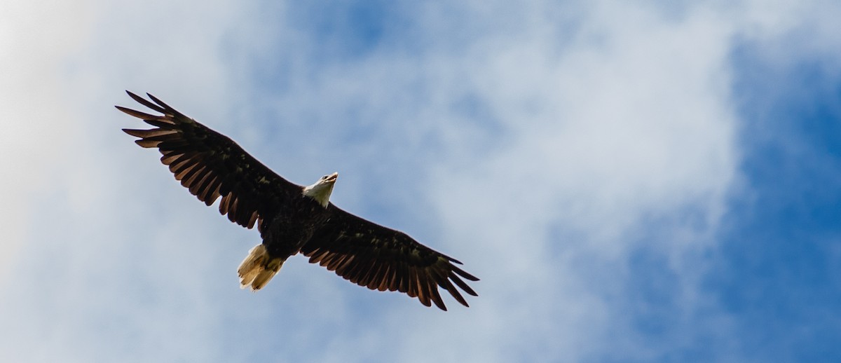 Bald Eagle - Anna Bennett