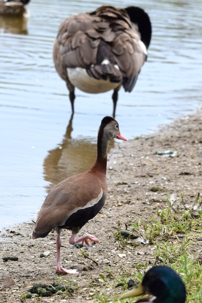 Black-bellied Whistling-Duck - ML166159701