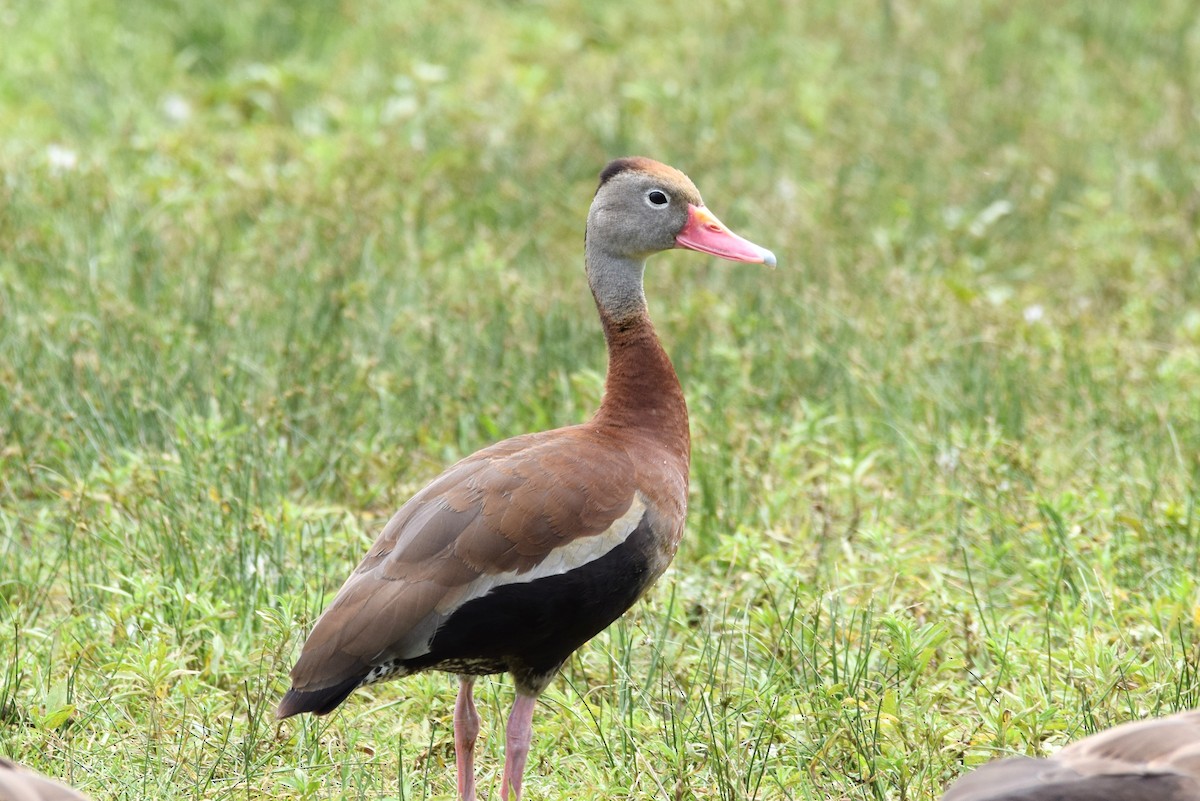 Black-bellied Whistling-Duck - ML166159751