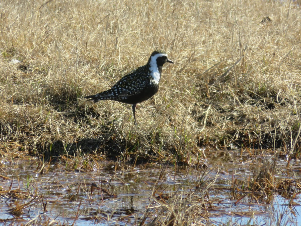 American Golden-Plover - ML166161191